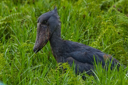 The Mabamba Swamp is home to the famous shoebill stalk.