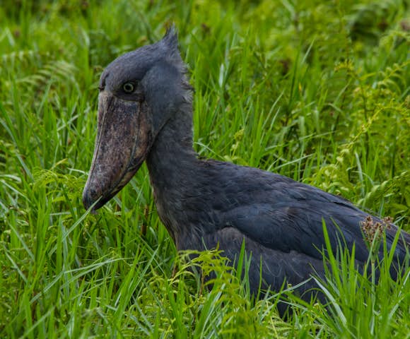 The Mabamba Swamp is home to the famous shoebill stalk.