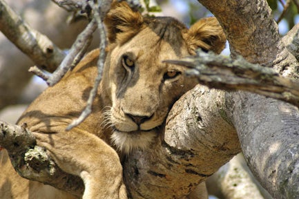 Queen Elizabeth National Park