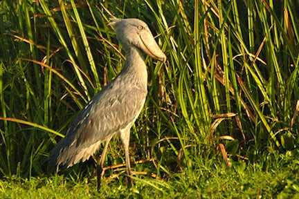 Mabamba Swamp