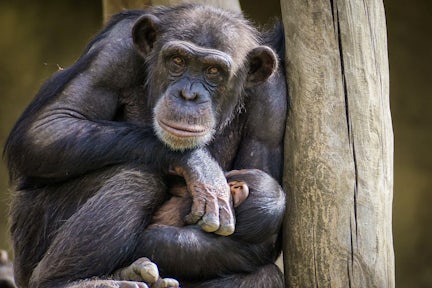Female chimpanzee holding her baby.