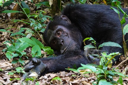 Chimpanzee lying on the forest floor.
