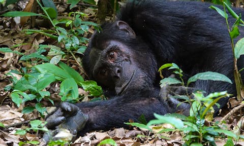 Chimpanzee lying on the forest floor.