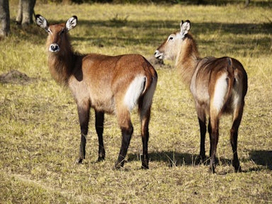 The defassa waterbuck is a large antelope.
