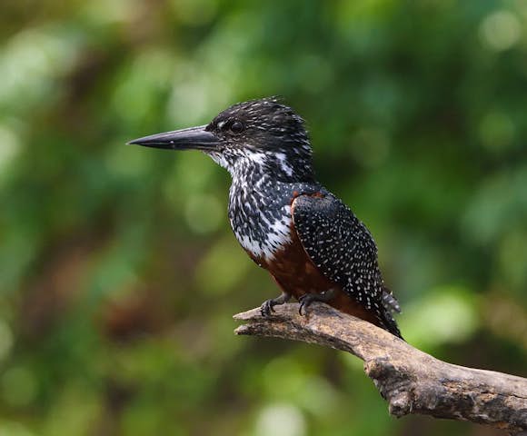 Entebbe Botanical Garden has a thriving population of giant kingfishers.