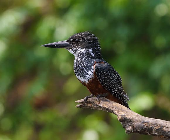 Entebbe Botanical Garden has a thriving population of giant kingfishers. 