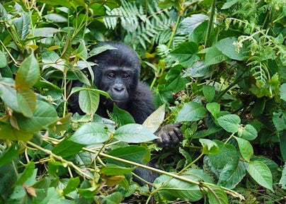 Is Gorilla Trekking Ethical?