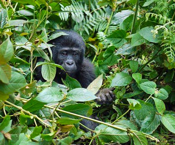 Gorilla trekking in Bwindi Impenetrable National Park