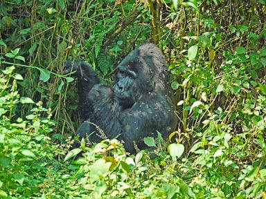 Chimp & Gorilla Trekking