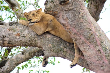 Lion climbing tree in the Ishasha sector of Queen Elizabeth National Park.