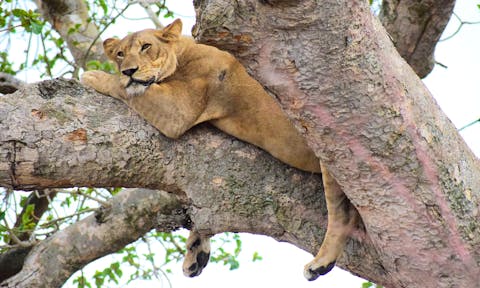 Lion climbing tree in the Ishasha sector of Queen Elizabeth National Park.