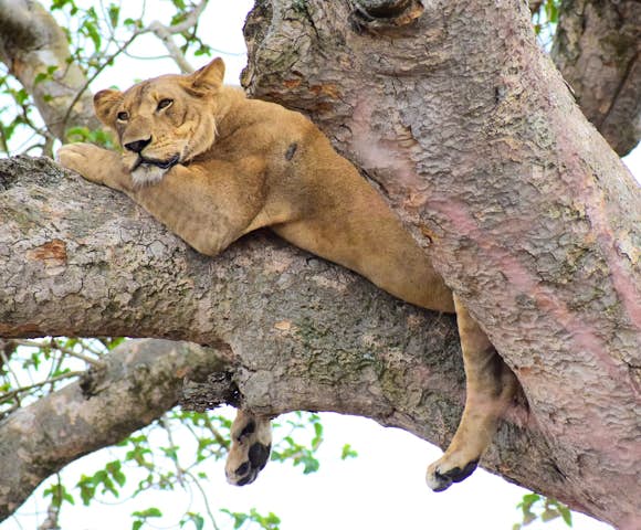 Lion climbing tree in the Ishasha sector of Queen Elizabeth National Park.