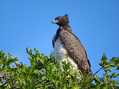 Martial eagle, Kyambura Gorge.