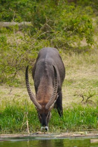 Lake Mburo National Park