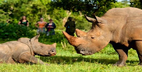 Ziwa Rhino Sanctuary