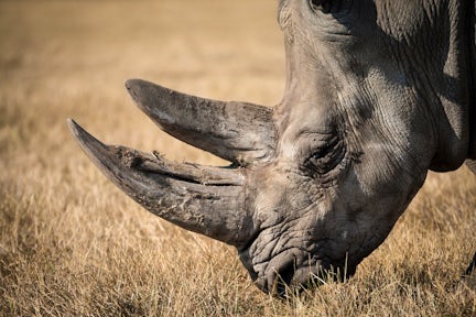 Ziwa Rhino Sanctuary