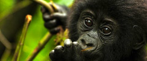 Luxury Gorilla Fly-in Safari