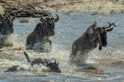Gorilla Trekking in Uganda vs Rwanda