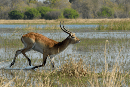 Sitatunga antelope in a wetland habitat.