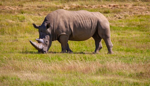 Ziwa Rhino Sanctuary